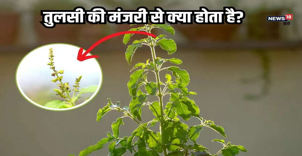 तुलसी की मंजरी: स्वास्थ्य के लिए अद्भुत लाभ