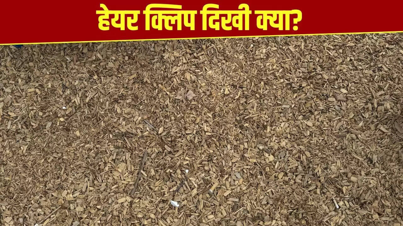 क्या आप इस ऑप्टिकल इल्यूजन में छिपी हेयर क्लिप ढूंढ पाएंगे?