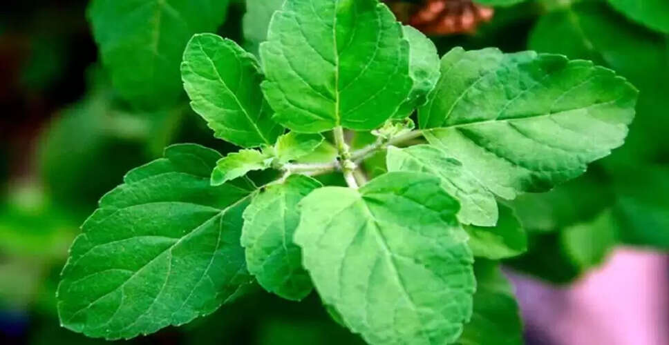 तुलसी के अद्भुत स्वास्थ्य लाभ: जानें कैसे यह आपके लिए फायदेमंद है