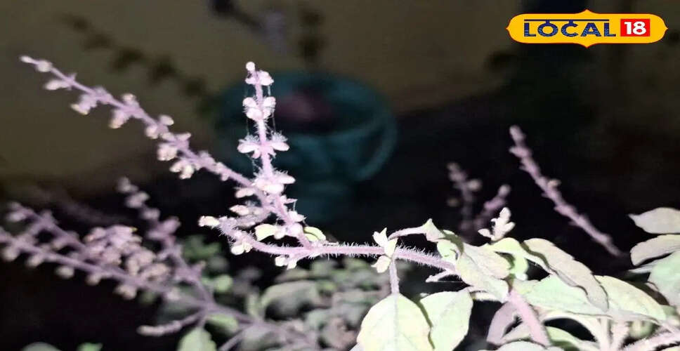 तुलसी: स्वास्थ्य और आध्यात्मिकता का अद्भुत संगम
