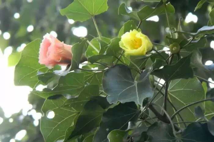 पारस पीपल: धन और समृद्धि का चमत्कारी वृक्ष