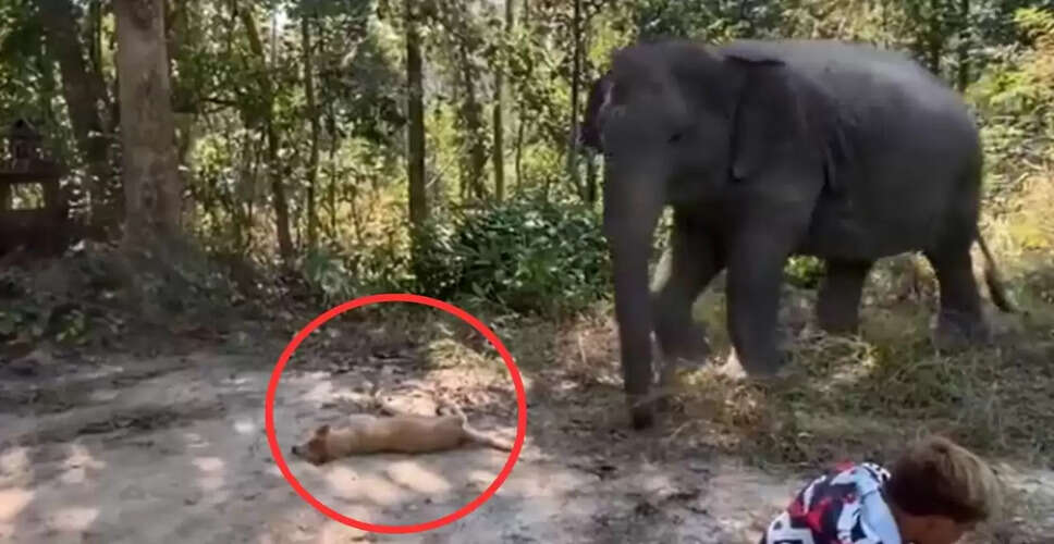 हाथी ने कुत्ते की वजह से बदला रास्ता, वायरल वीडियो ने जीते दिल