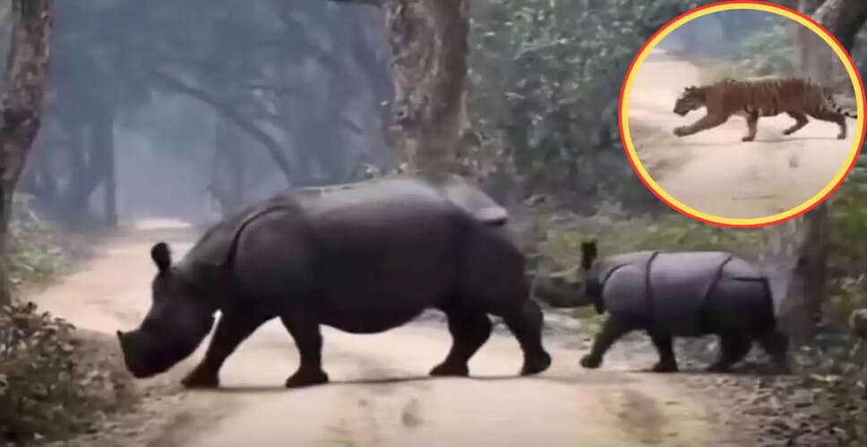 बाघ और गैंडे के बच्चे का अद्भुत नजारा, मां ने बचाई जान