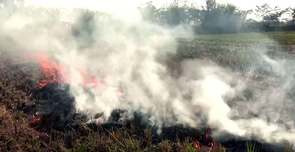 पंजाब में पराली जलाने की घटनाओं में वृद्धि, 283 नए मामले दर्ज