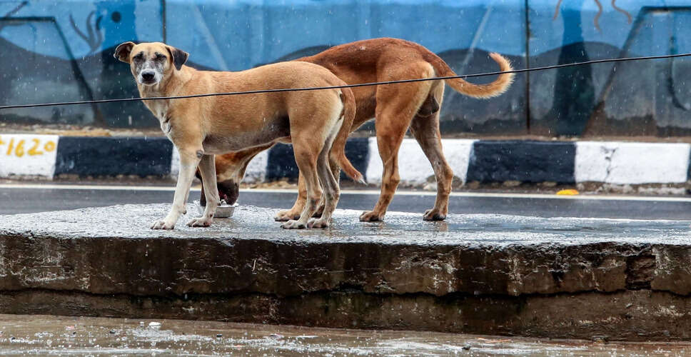 कानपुर में बीबीए छात्रा पर आवारा कुत्तों का हमला, परिवार ने कार्रवाई की मांग की