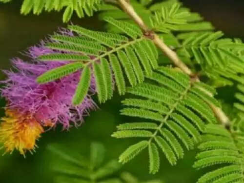 शमी के पौधे से शनि के अशुभ प्रभावों से मुक्ति