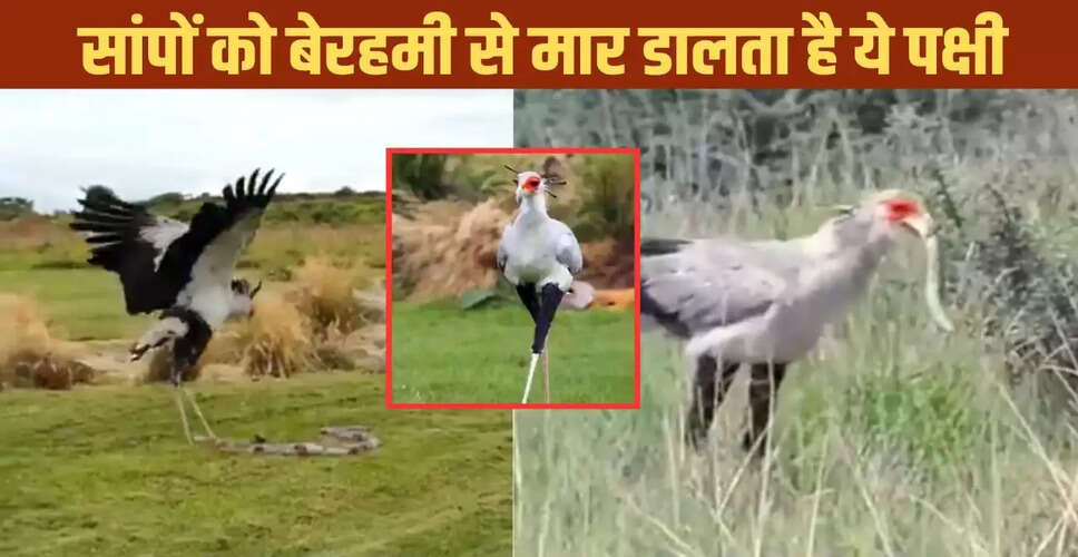 सेक्रेटरी बर्ड: सांपों का खूबसूरत शिकारी