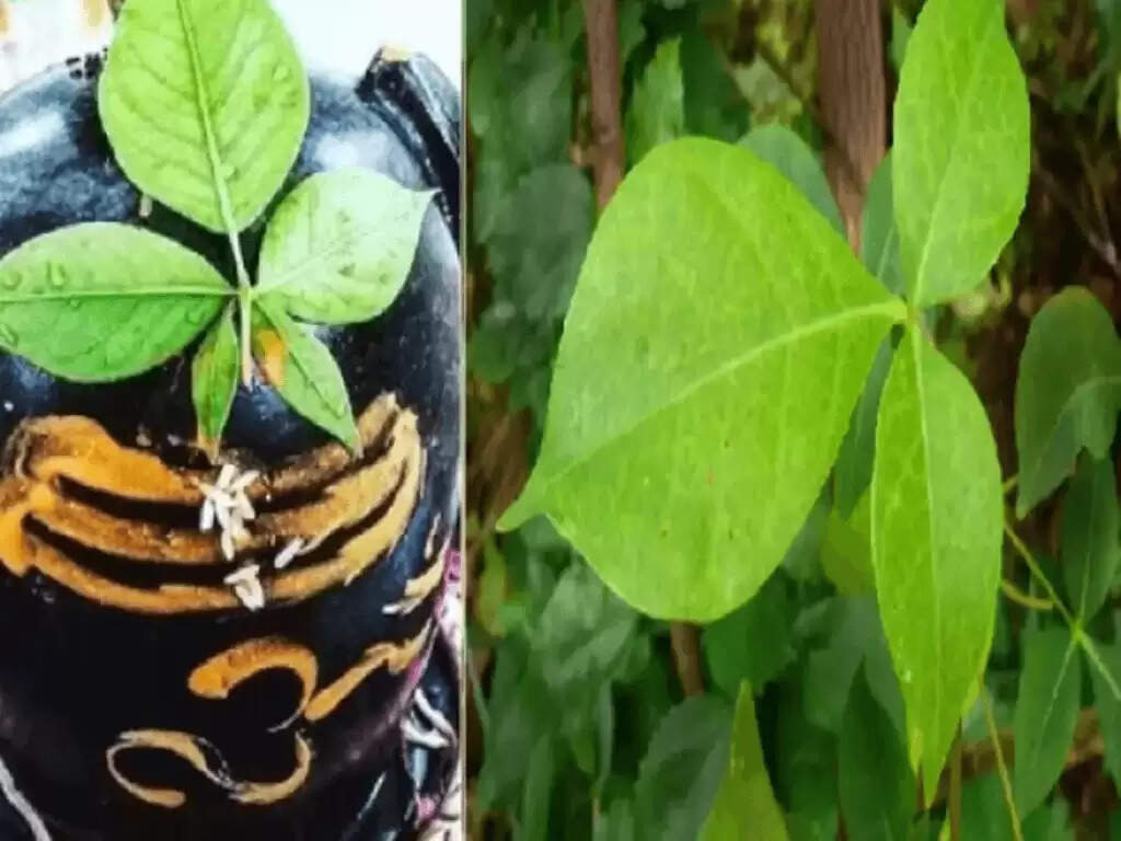 बेल पत्र के स्वास्थ्य लाभ: रोजाना सेवन से मिलते हैं अद्भुत फायदे