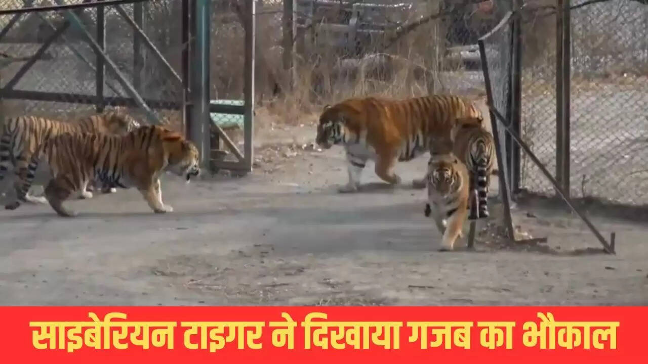 साइबेरियन बाघ की एंट्री से बंगाल टाइगर्स में मची हलचल