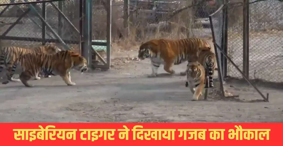 साइबेरियन बाघ की एंट्री से बंगाल टाइगर्स में मची हलचल