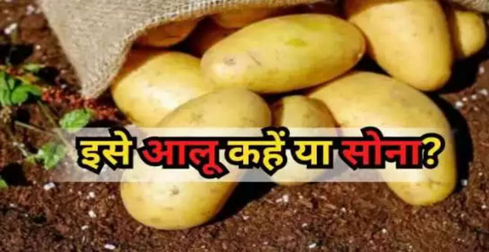 आलू की कीमत सुनकर रह जाएंगे दंग: 50 हजार रुपये प्रति किलो