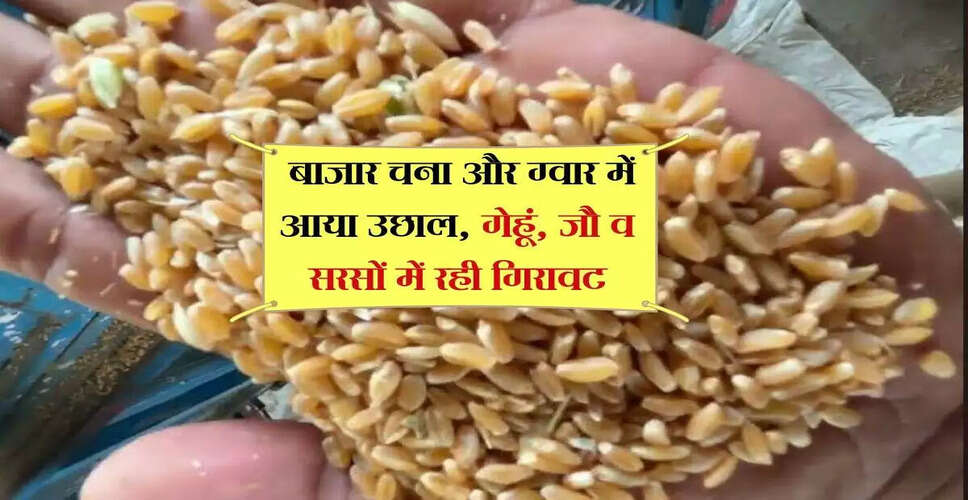 अलवर मंडी में फसलों के भाव में उतार-चढ़ाव