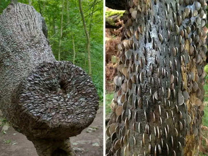 पैसे वाला पेड़: एक अनोखा टूरिस्ट स्पॉट