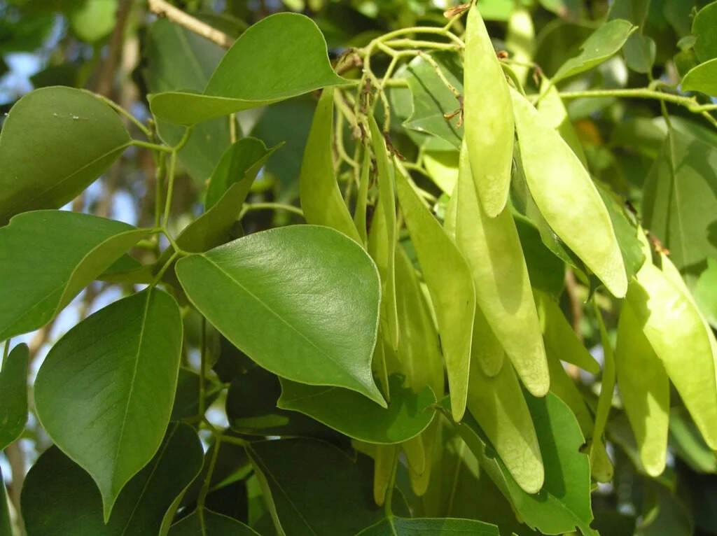 शीशम के पेड़ की खेती: बंजर जमीन पर कमाई का सुनहरा मौका