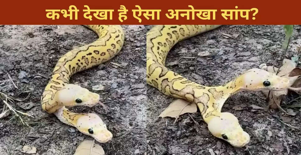 दो मुंह वाला अजगर: जंगल में देखे गए अद्भुत जीव का वीडियो वायरल