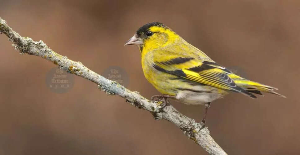 लाखिमपुर में डिकरॉन्ग घास के मैदान में प्रवासी पक्षियों का स्वागत