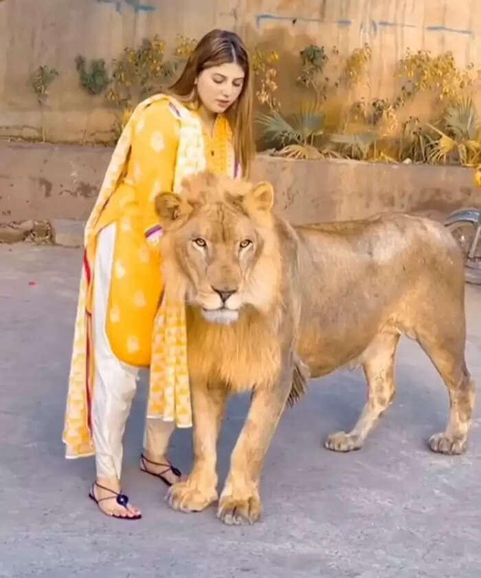 लड़की ने शेर को प्यार से पुचकारा, वीडियो ने मचाई धूम