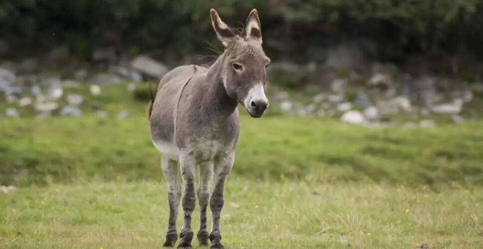 गधे के साथ क्रूरता का नतीजा: वायरल वीडियो में मालिक को मिला सबक