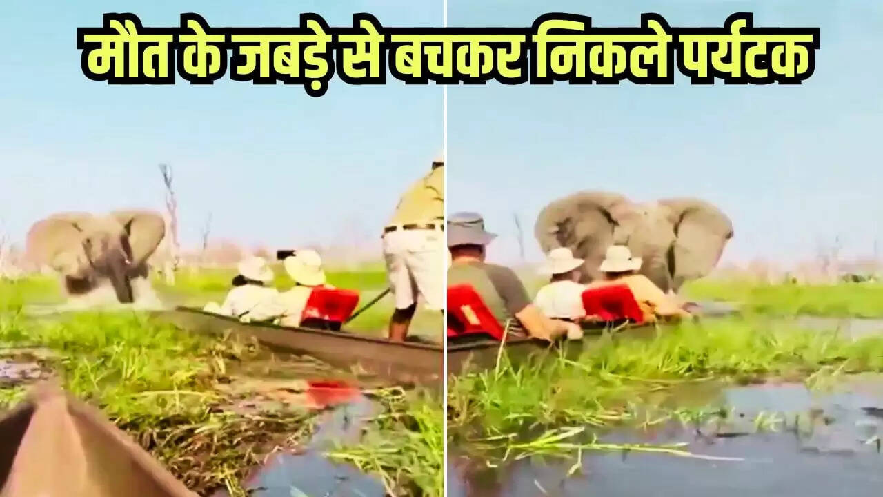 हाथी के हमले का वायरल वीडियो: सफारी में पर्यटकों के लिए बना खौफनाक अनुभव