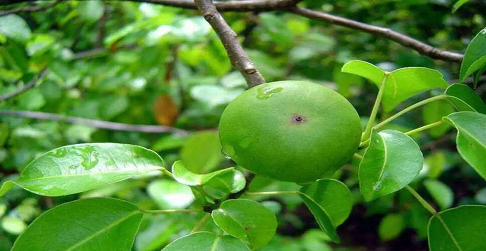 मैन्चनिल: जानलेवा फल और उसके खतरनाक प्रभाव