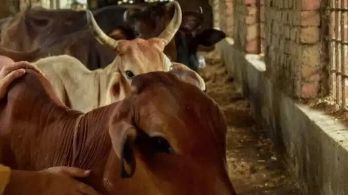 उत्तर प्रदेश में गौशालाओं की निगरानी के लिए सीसीटीवी सिस्टम की स्थापना