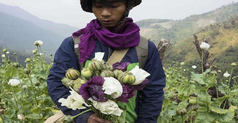 मणिपुर में अवैध अफीम खेती का नाश, पुलिस ने की कार्रवाई