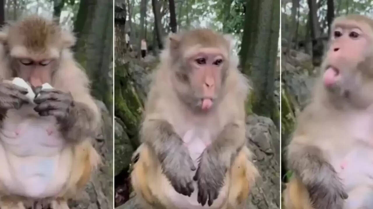 बंदर का मजेदार अंडे पर रिएक्शन, वायरल वीडियो ने किया सबको हंसने पर मजबूर