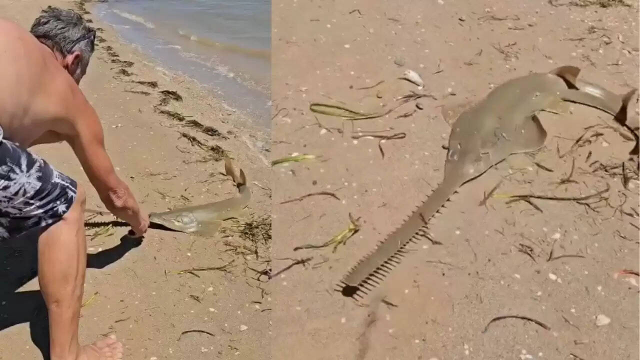 अजीबोगरीब सॉफिश की मदद: वायरल वीडियो ने सबको किया हैरान