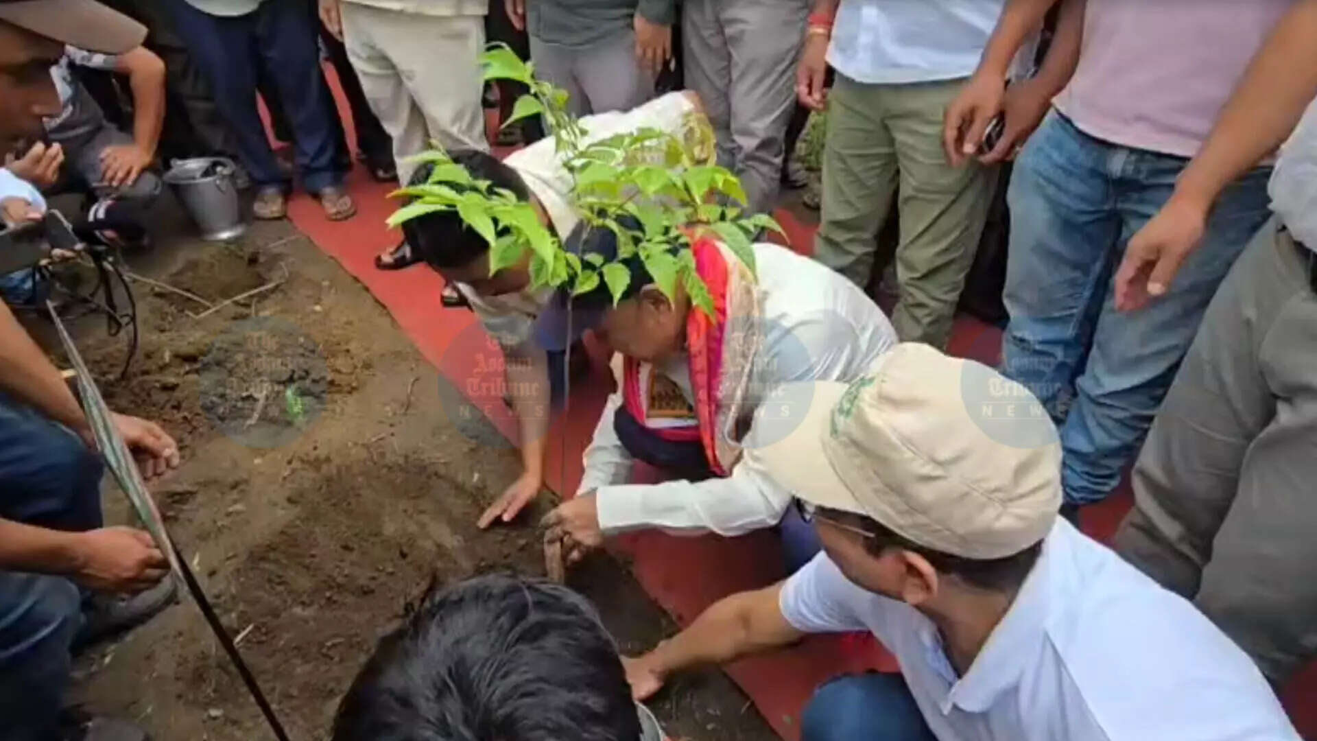 असम में विश्व पर्यावरण दिवस पर 1.02 करोड़ पौधों का रोपण