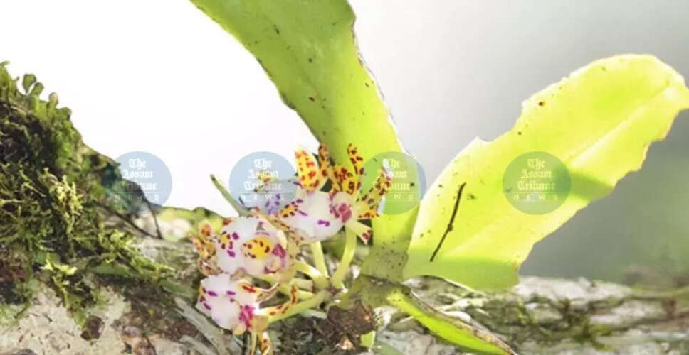 भारत में पहली बार मिली दुर्लभ ऑर्किड प्रजाति