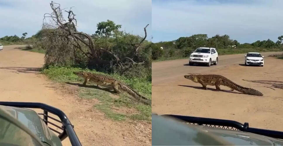 विशाल मगरमच्छ का सड़क पर चलना बना वायरल वीडियो