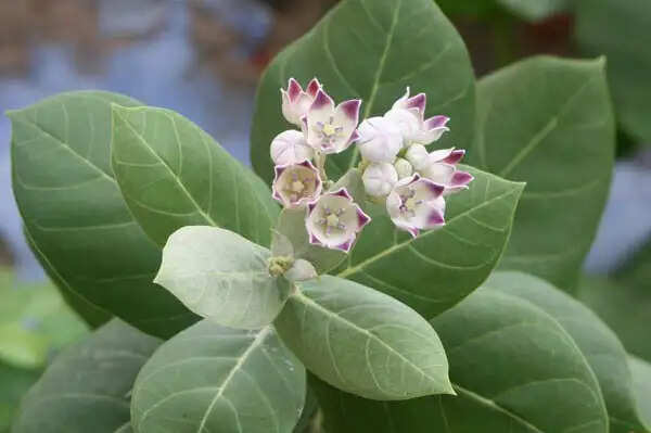 अकबन पौधे के पत्तों के स्वास्थ्य लाभ: शुगर और मोटापे से राहत
