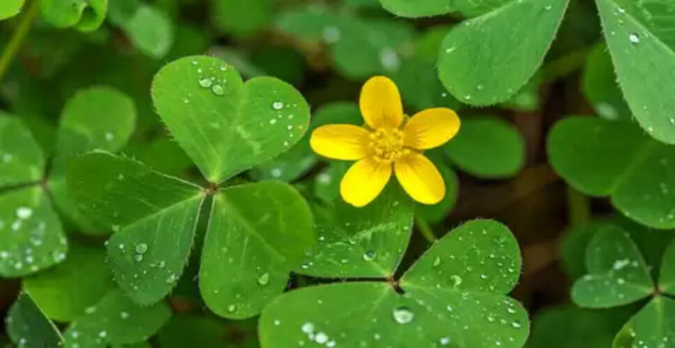 चांगेरी : चटनी-सूप का स्वाद बढ़ाने का साथ-साथ, जिसमें छुपा है सेहत का भी राज