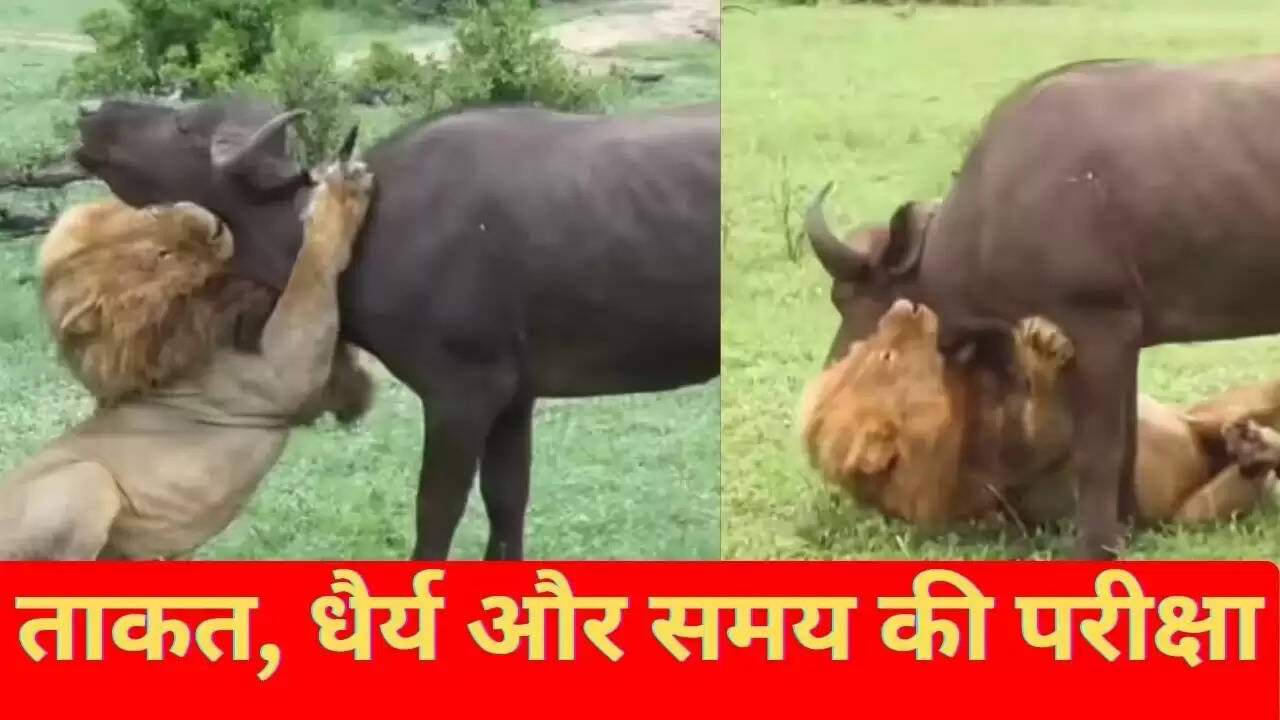 बब्बर शेर का भैंस पर हमला: एक रोमांचक शिकार का वीडियो