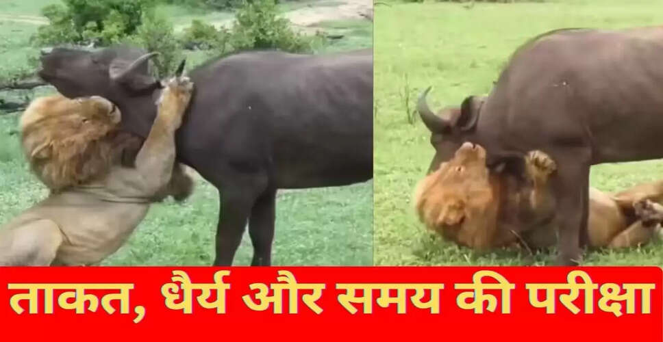 बब्बर शेर का भैंस पर हमला: एक रोमांचक शिकार का वीडियो