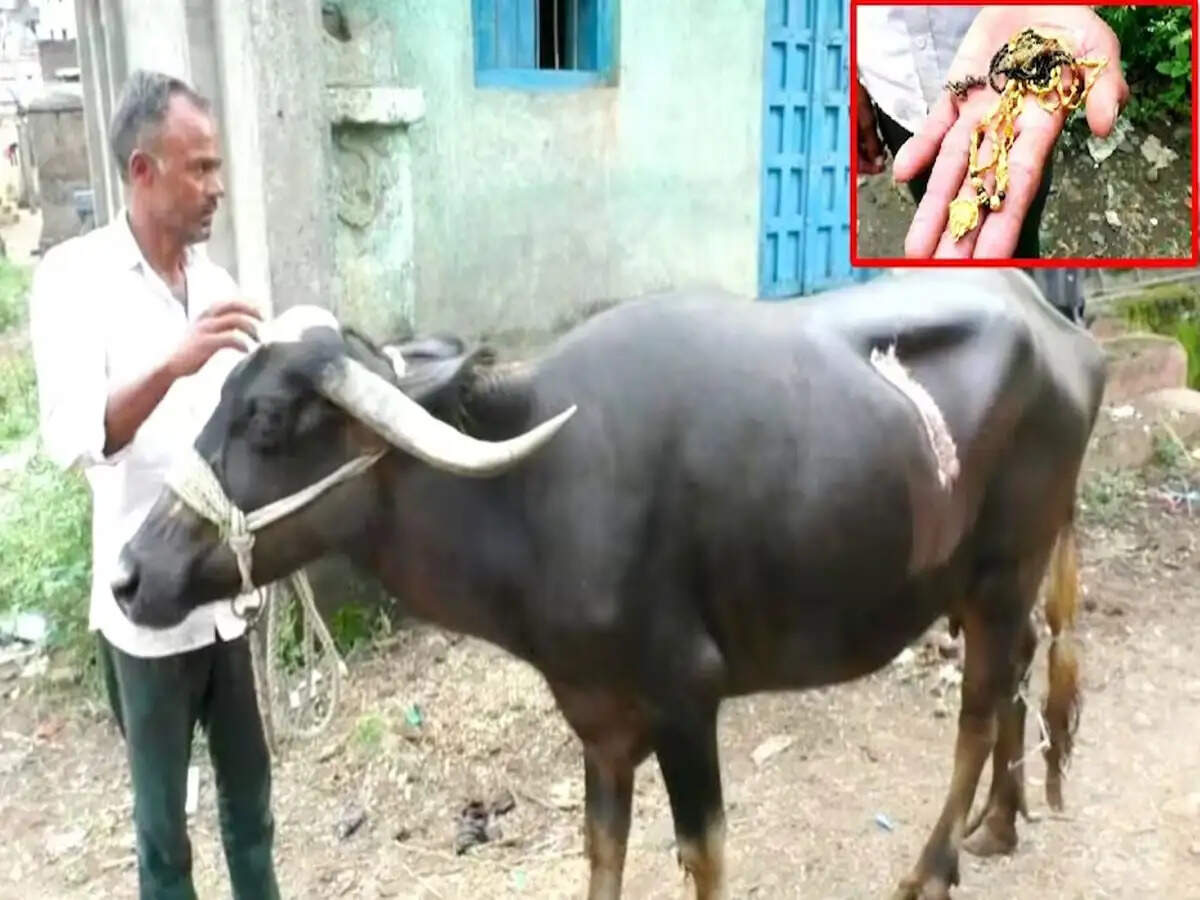 महाराष्ट्र में भैंस ने निगला 1.5 लाख का मंगलसूत्र, सर्जरी से निकाला गया