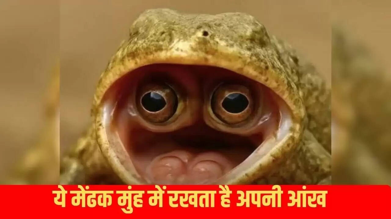 कनाडा में मिला अद्भुत मेंढक, जिसकी आंखें मुंह में हैं