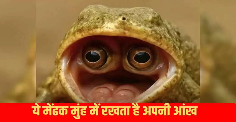 कनाडा में मिला अद्भुत मेंढक, जिसकी आंखें मुंह में हैं