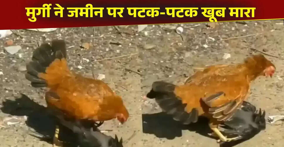 मुर्गे और कौवे की लड़ाई का वायरल वीडियो: सोशल मीडिया पर मचा हंगामा