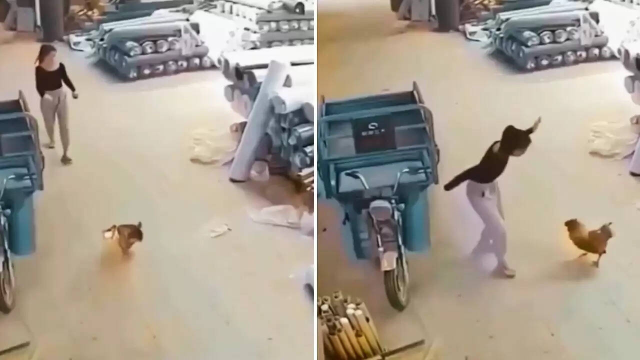 लड़की और मुर्गे के बीच की मजेदार भिड़ंत का वायरल वीडियो