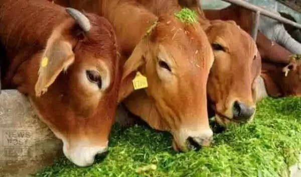 गाय के गोबर से बनी जैविक खाद से किसानों को मिल रहा लाभ