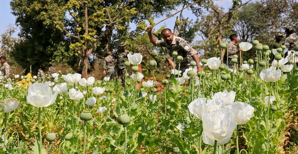 मणिपुर में अवैध अफीम की फसल पर बड़ी कार्रवाई