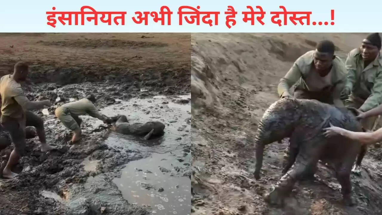 फॉरेस्ट गार्ड्स ने बचाया दलदल में फंसा हाथी का बच्चा, दिल को छू लेने वाला वीडियो