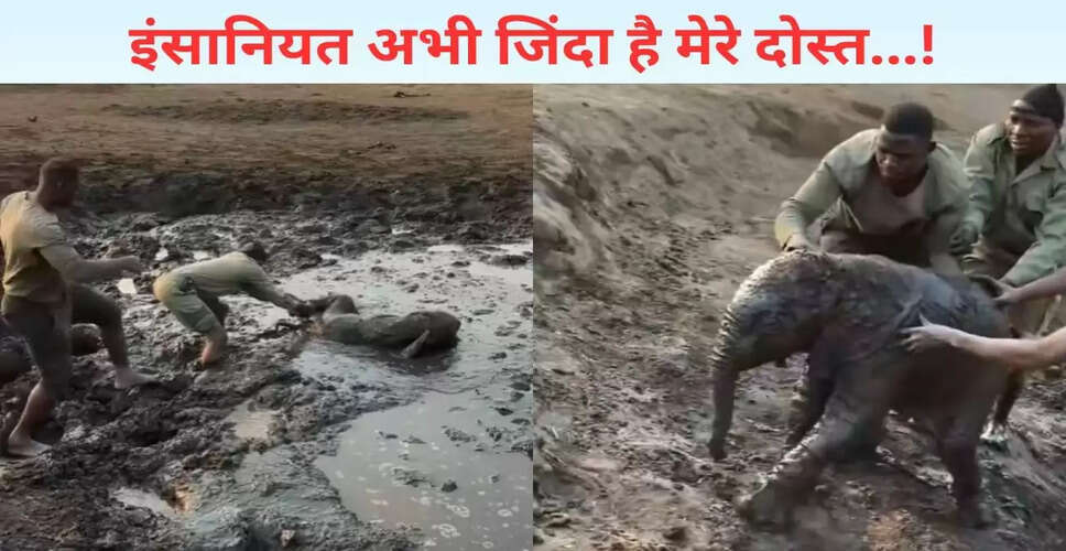 फॉरेस्ट गार्ड्स ने बचाया दलदल में फंसा हाथी का बच्चा, दिल को छू लेने वाला वीडियो