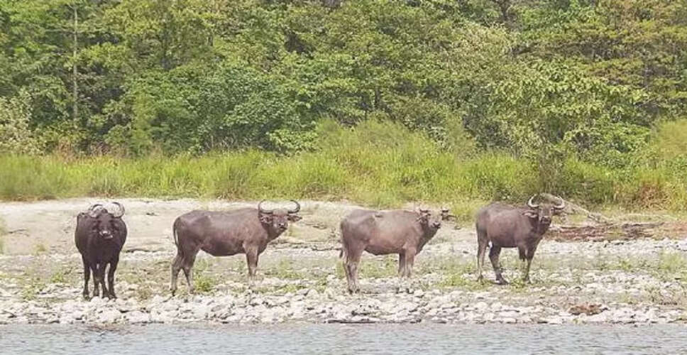 मनस राष्ट्रीय उद्यान में अतिक्रमण की समस्या पर असम सरकार की अनदेखी