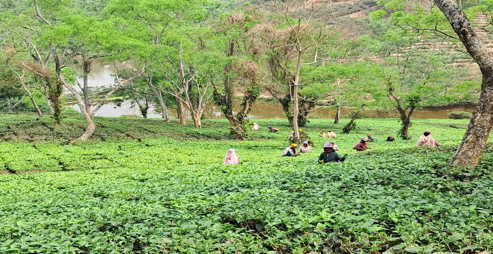 भारतीय चाय उद्योग की चुनौतियाँ: आयातित चाय की गुणवत्ता पर ध्यान देने की आवश्यकता