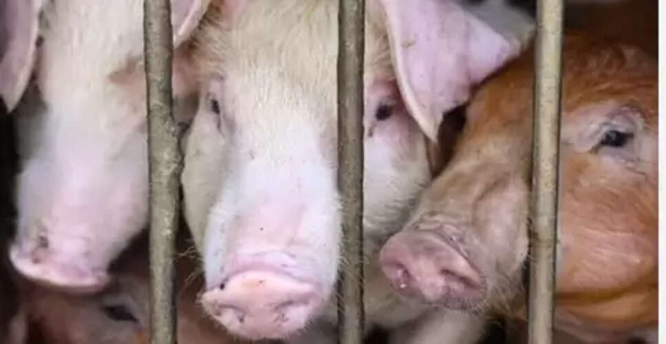 वियतनाम ने अफ्रीकी स्वाइन फीवर के प्रकोप को रोकने के लिए निर्देश जारी किया