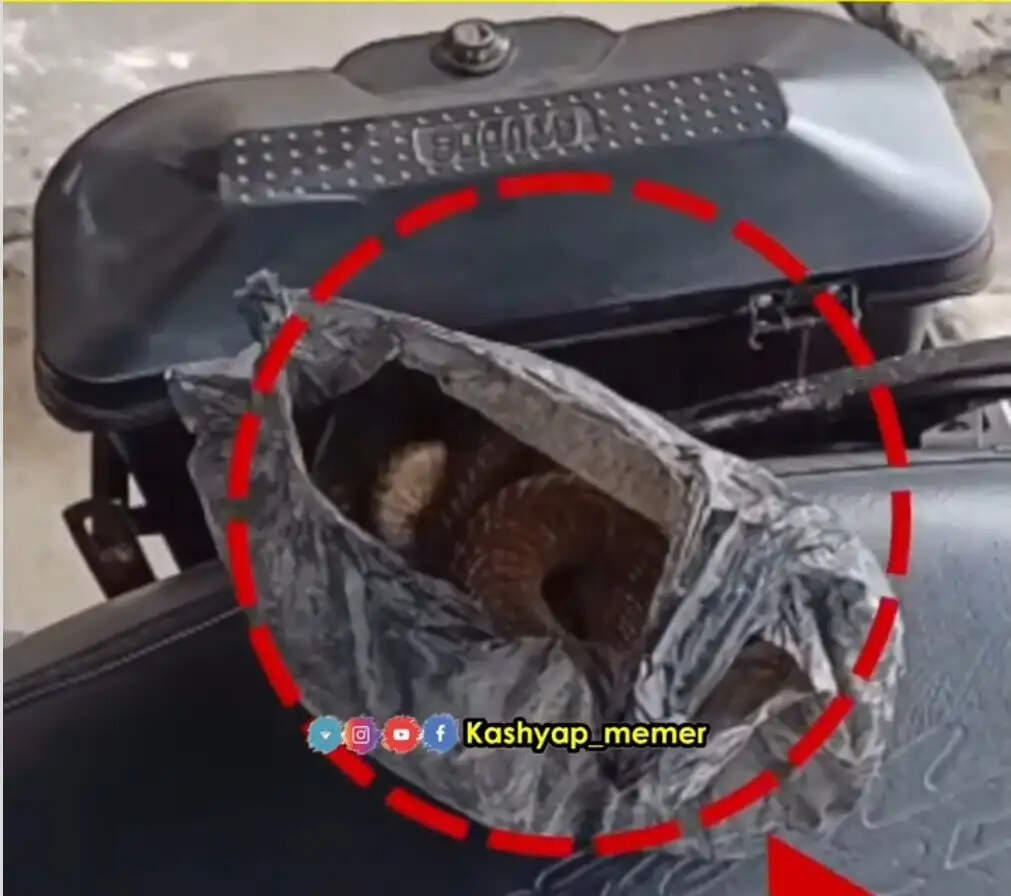 किंग कोबरा के काटने के बाद शराबी की अनोखी कहानी