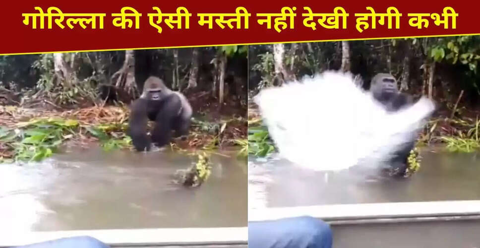 गोरिल्ला की मस्ती भरे पल, पर्यटकों के साथ किया मजेदार शरारत