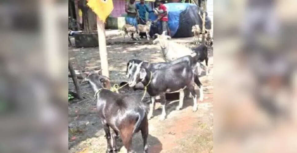 ईद-उल-अज़हा के लिए बकरियों की कीमतों में अभूतपूर्व वृद्धि